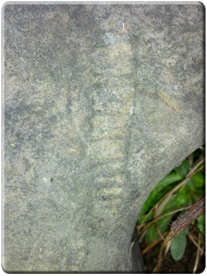 More fossils in Devonian Limestone, Murrindal (Near Buchan), Eastern Victoria